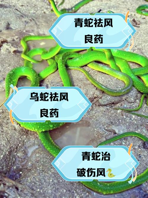 女人梦见一条又粗又长的绿蛇是什么寓意？