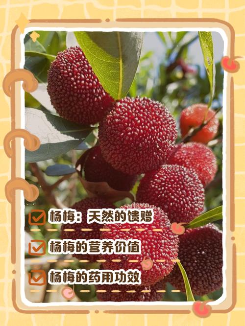 女人梦见吃杨梅是什么预兆，与吃花生有何寓意相似？