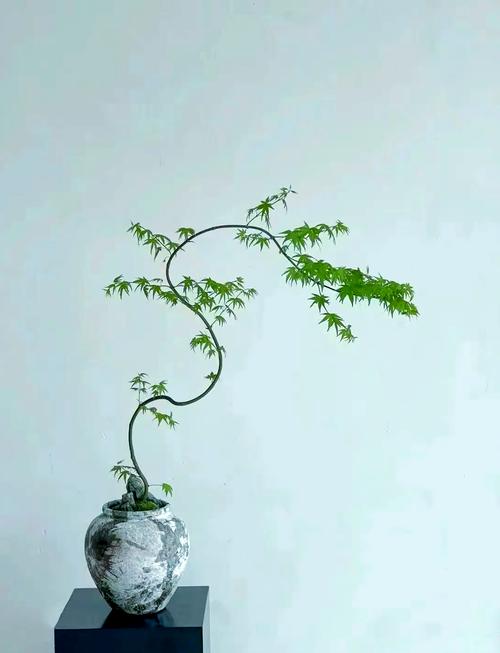 门前种植枫树对风水有何影响？