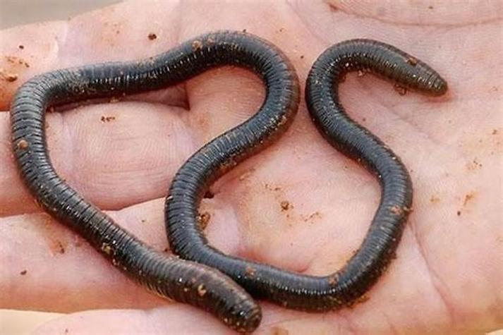梦见河边成群结队的蚯蚓预示着什么征兆？
