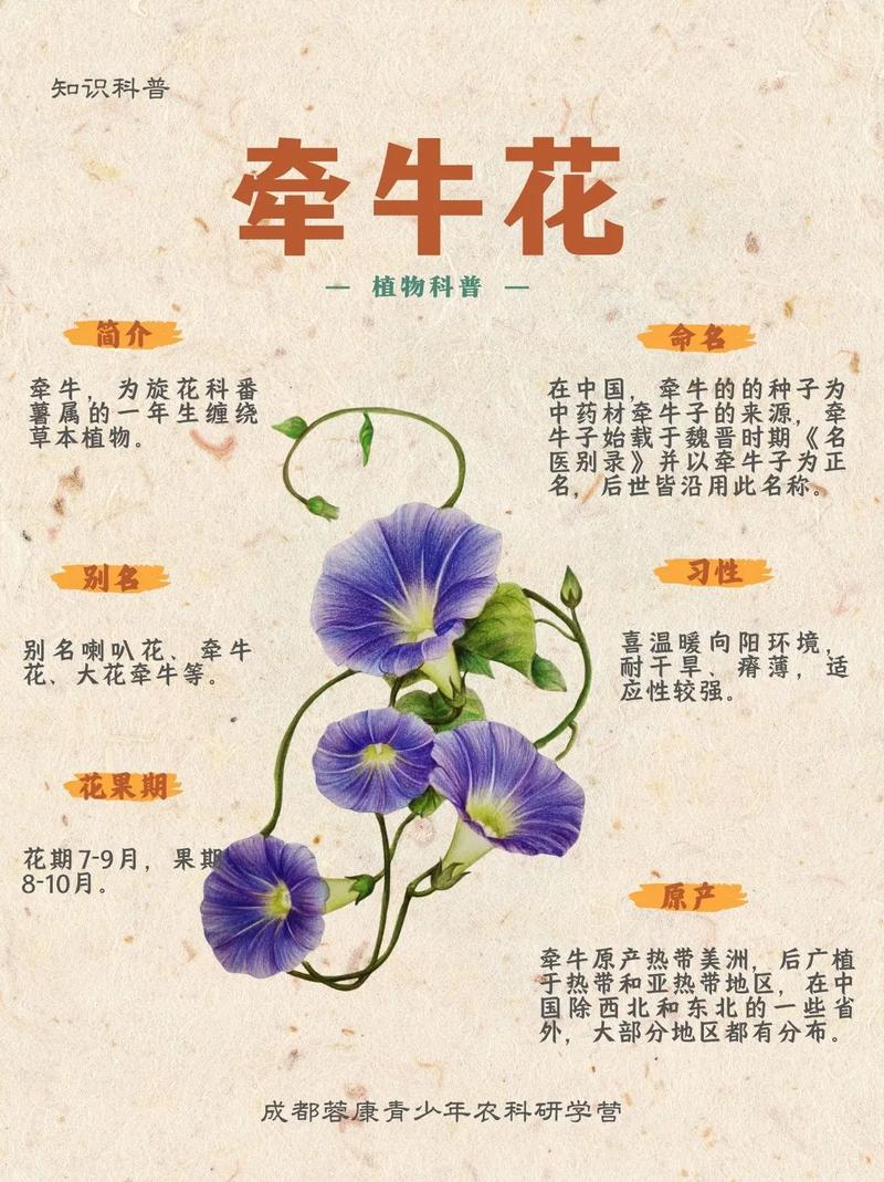 牵牛花名字由来及种子最佳种植时间是什么时候？