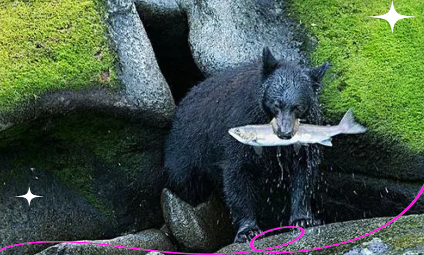 女人梦见黑熊预示着什么含义？有没有什么特殊的意义或象征？