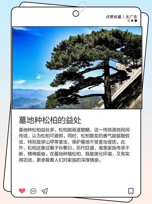 坟上种植龙柏是否适宜，以及柏树种植的最佳位置在哪里？