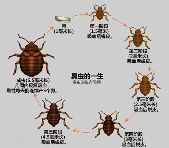 女人梦到臭虫是什么征兆？预示着什么？