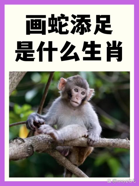 张飞究竟属于哪个生肖动物，本期必中生肖张飞是哪一种？