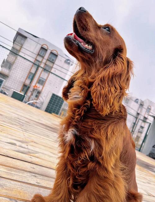 双鱼座最适合养什么品种的狗狗？可卡犬会是最佳选择吗？