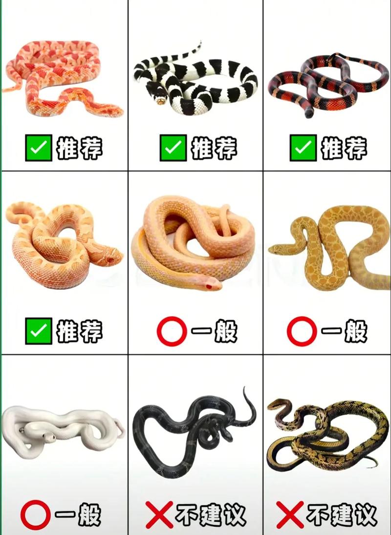 属蛇男性适合养狗吗？生肖蛇的人不宜饲养哪些宠物？