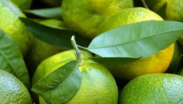 孕妇梦见青色的橘子预示生男生女？是吉是凶？