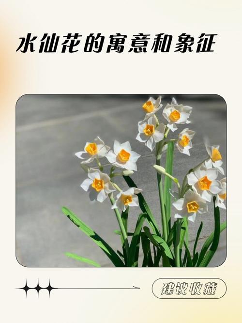 送男生水仙花有什么忒别的寓意或象征意义？