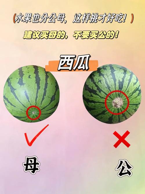 孕妇梦见偷西瓜预示生男孩还是女孩？