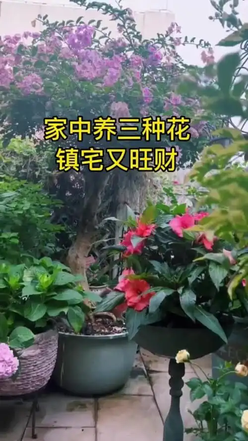 农村家里养什么花最有利于风水？