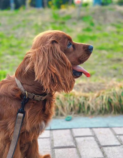 双鱼座最适合养什么品种的狗狗？可卡犬会是最佳选择吗？