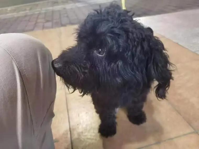 黑色泰迪犬可依取什么名字呢？有没有什么的建议？