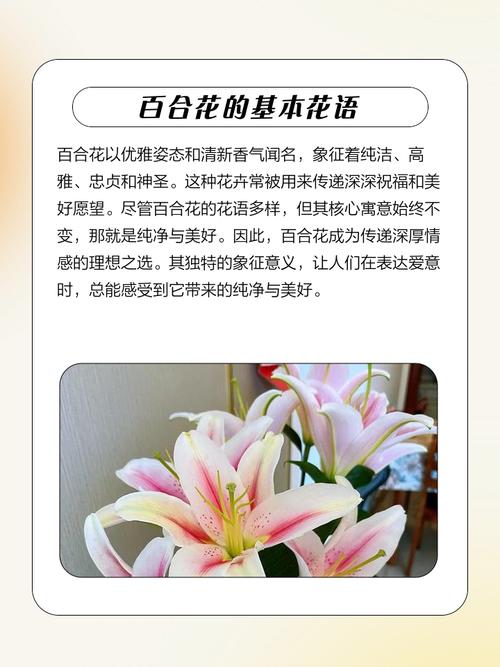 百合花的花语和象征意义具体是什么？