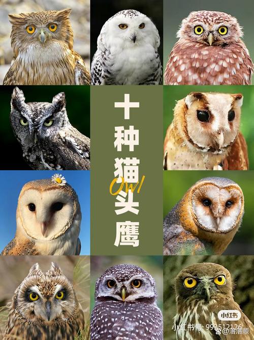 给猫头鹰取个洋气霸气的名字，能叫什么好呢？