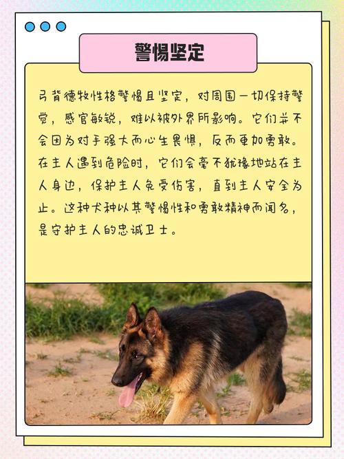 德牧为什么会表现出弓背的这种独特性格特点呢？