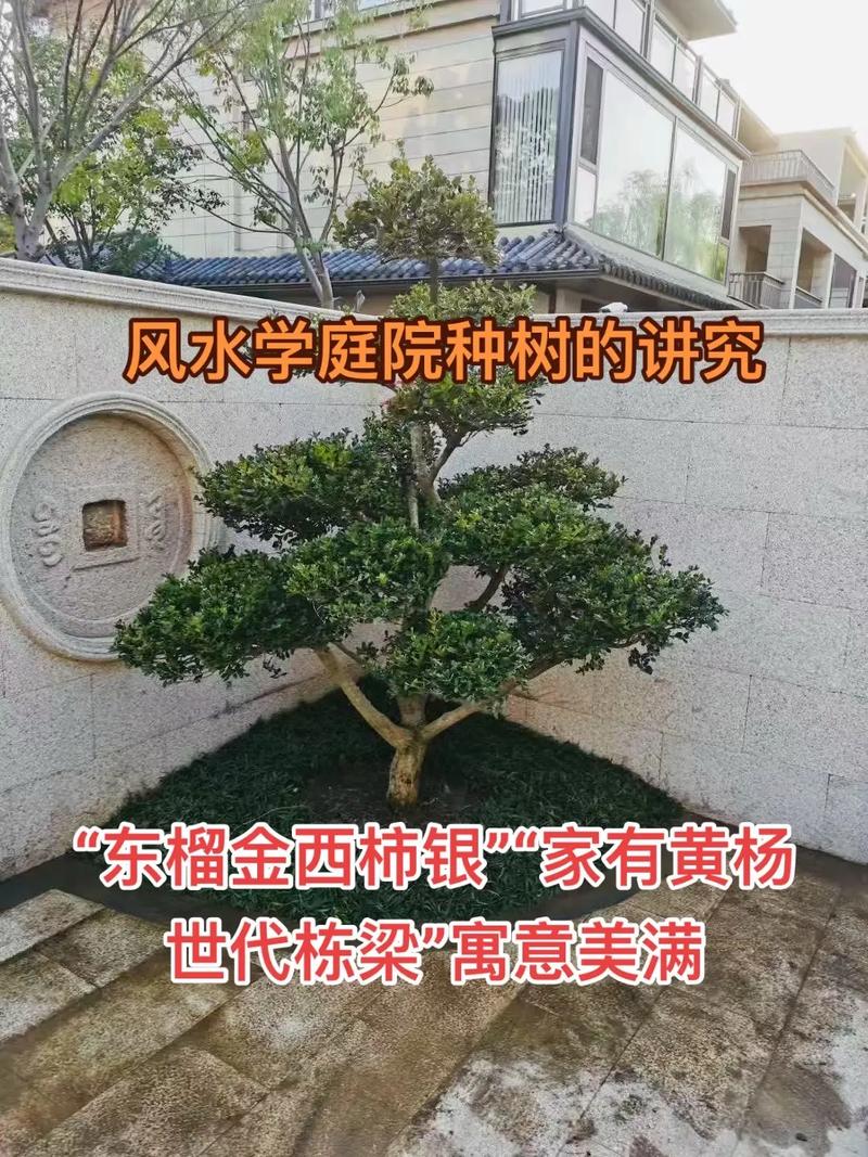 家里种树风水有哪些讲究？