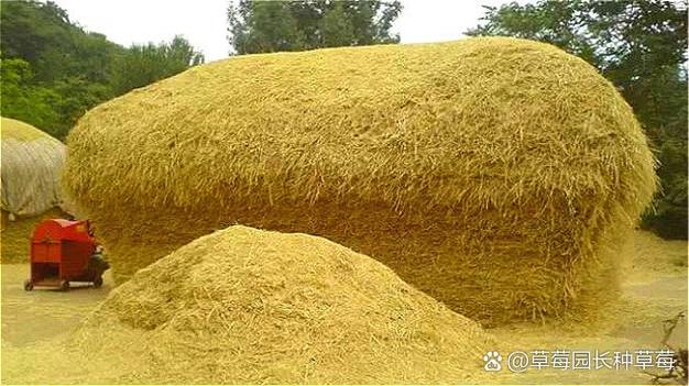 孕妇梦见一大堆麦子粒预示着什么？