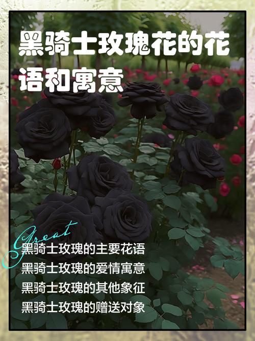 黑玫瑰与黑骑士有何不同，黑骑士的花语又蕴含着怎样的寓意？