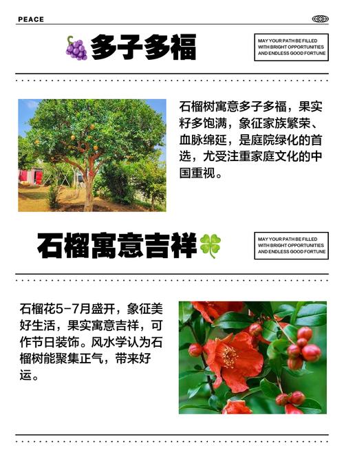 石榴树的寓意和象征分别是什么？