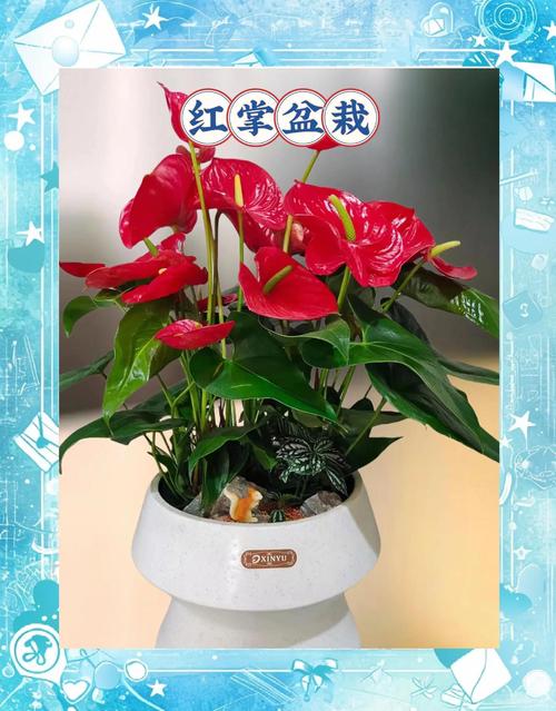 红掌摆放哪个方位最符合风水寓意？