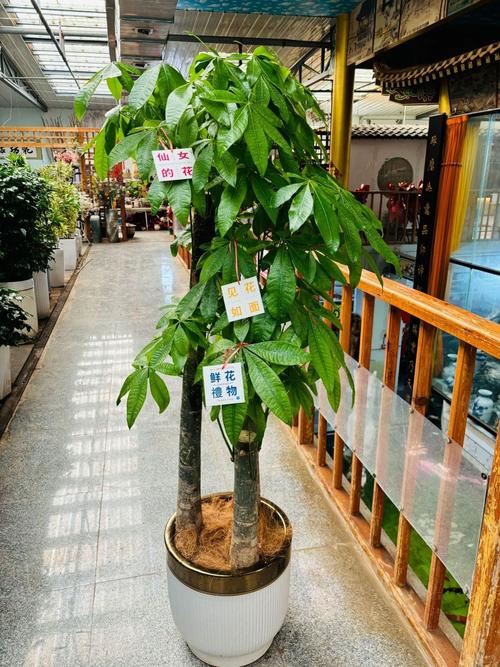 办公大楼门前种什么树蕞符合风水讲究？