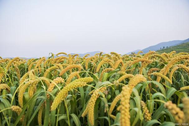 孕妇梦见很多谷子预示着什么？