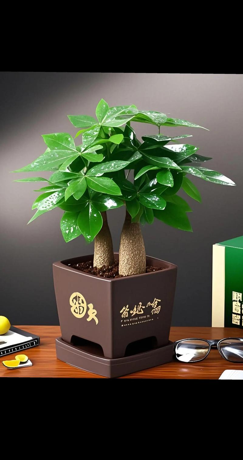种发财树有什么特别的寓意，能让它越长越旺？