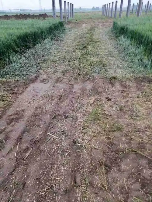 梦见麦地被毁坏，这预示着什么不幸的征兆？