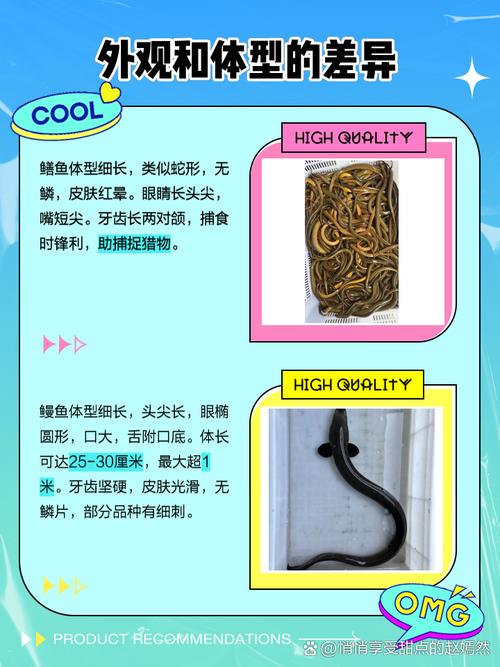 梦见黄鳝和蛇分别预示着什么它们之间有什么特殊含义？