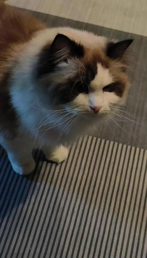 为什么有些人能吸引猫狗靠近，他们的磁场有何特别之处？
