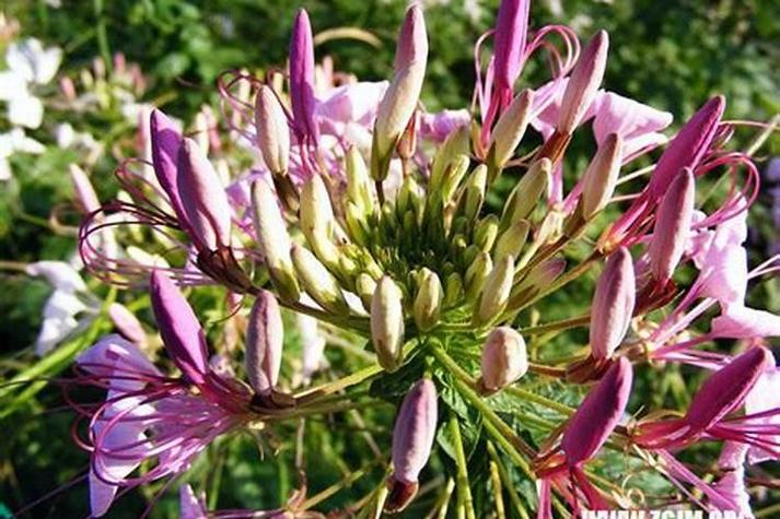 梦见偷别人花是什么预兆？