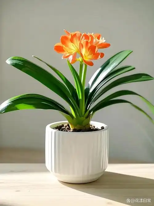 属相鸡的人最适合种植或佩戴哪种幸运花卉呢？