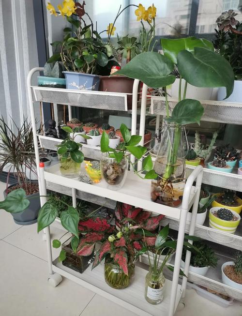 吉利红水培植物能存活多久？其寿命有多长？