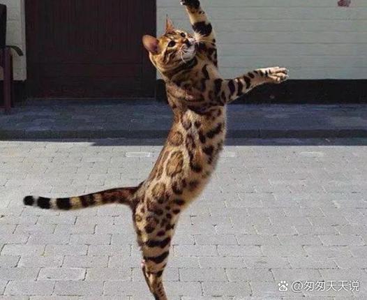 晴天霹雳指的是哪种动物，它为何被称为晴天霹雳？