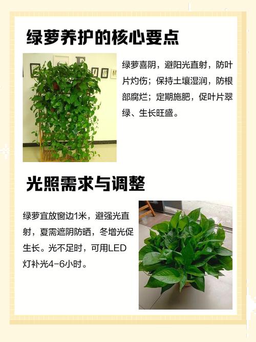 养绿萝在风水上需要注意哪些具体事项和讲究？