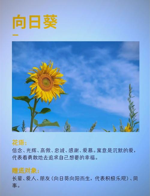 客厅摆放向日葵干花，寓意向阳而生，有什么美好夙愿可以寄托？