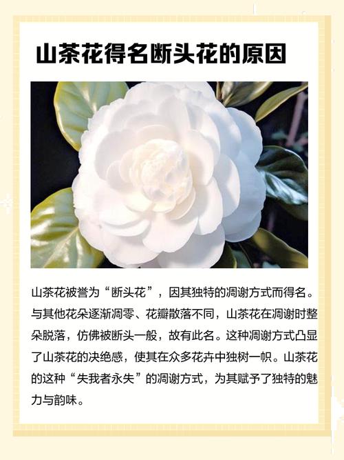 为什么山茶花会被称作断头花？这个名称背后有什么特殊的含义或由来？