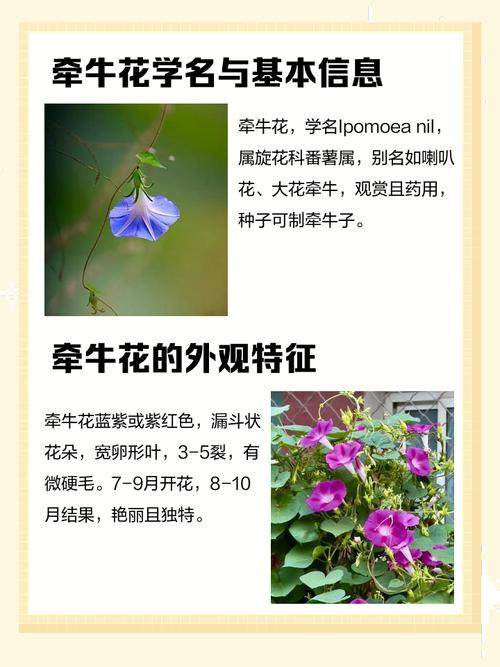 牵牛花为何以牵牛命名，其名字的由来和含义究竟有何特殊之处？