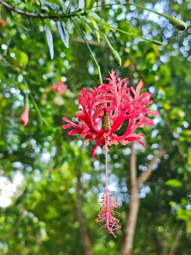 吊灯扶桑花有什么寓意？如何养殖吊灯扶桑花？