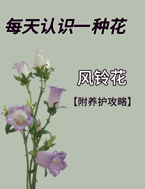 风铃的寓意和象征究竟代表了什么深层含义？