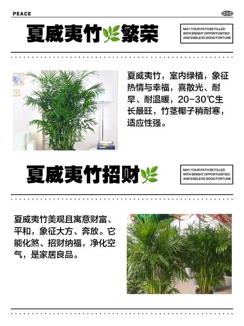 夏威夷竹子在家居风水中有哪些作用和功效，具体有哪些好处？