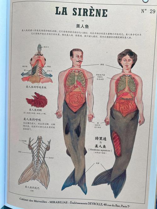 美人鱼的寓意和象征究竟蕴含着怎样的深层含义？