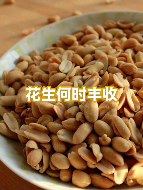 梦见丰收花生又大又饱满，这是什么征兆？