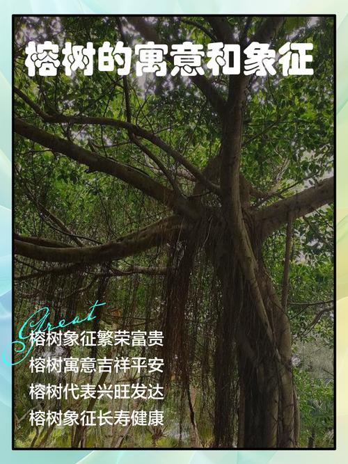梦见树林里树木众多，这预示着什么含义或象征？