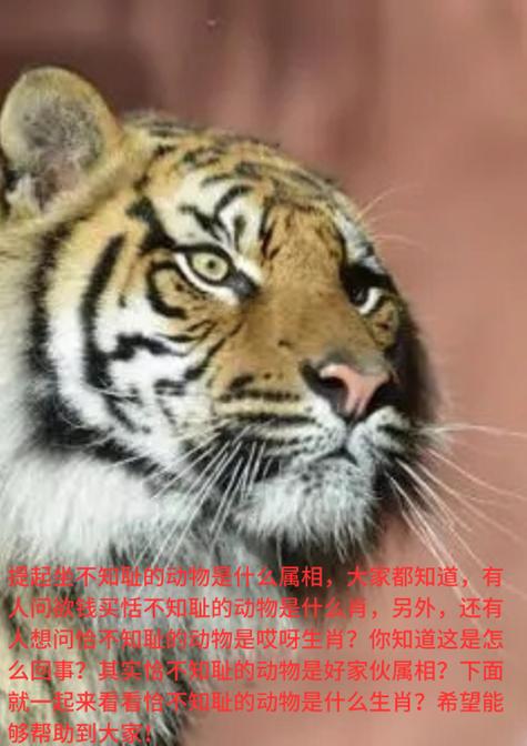 恬不知耻的生肖都有哪些，竟然厚颜无耻到如此地步？