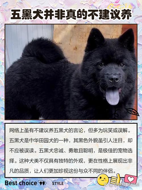 养黑狗会对家庭环境产生不良影响吗？过来人揭秘原因。