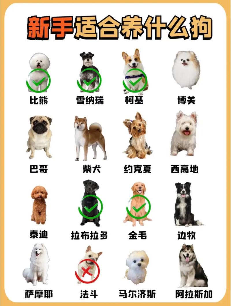 属狗的人是否适合养狗？还是应该考虑其他宠物？