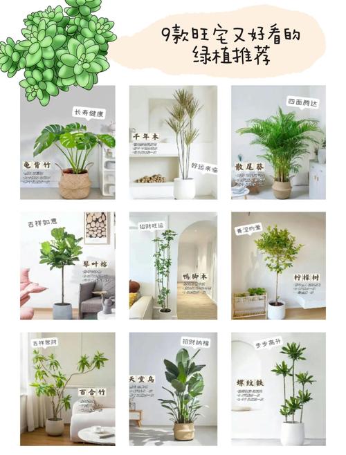 家里风水忌养哪些多肉植物？