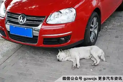 踫瓷是什么生肖？淘宝店群玩法中如何利用？